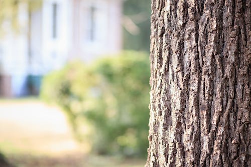 Branching Out: The Rhythms and Resonance of Tree Care